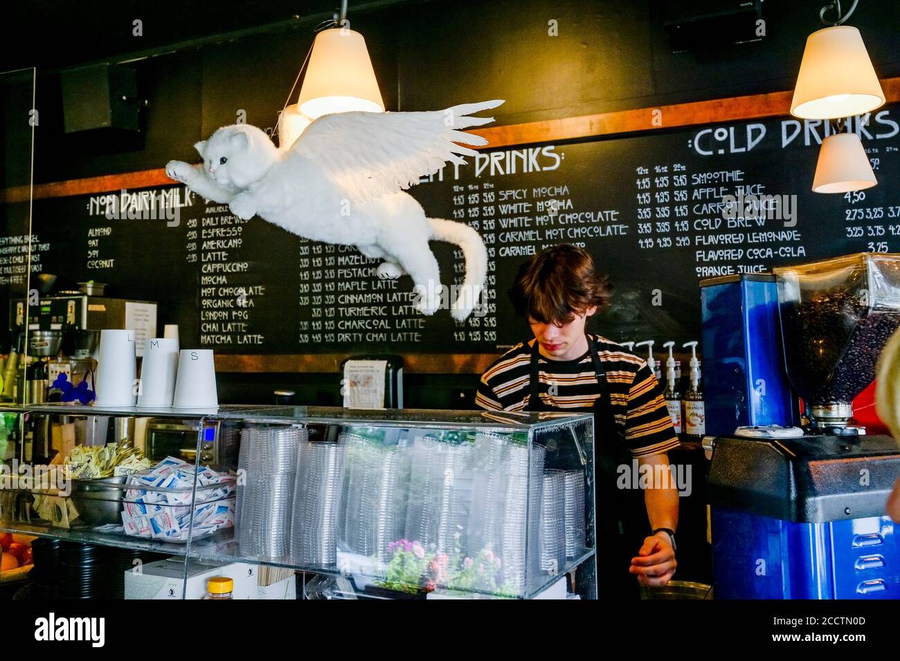 Flying Cat, Artistry Coffee House and Bistro, Kitsilano, Vancouver, British Columbia, Kanada Stockfoto