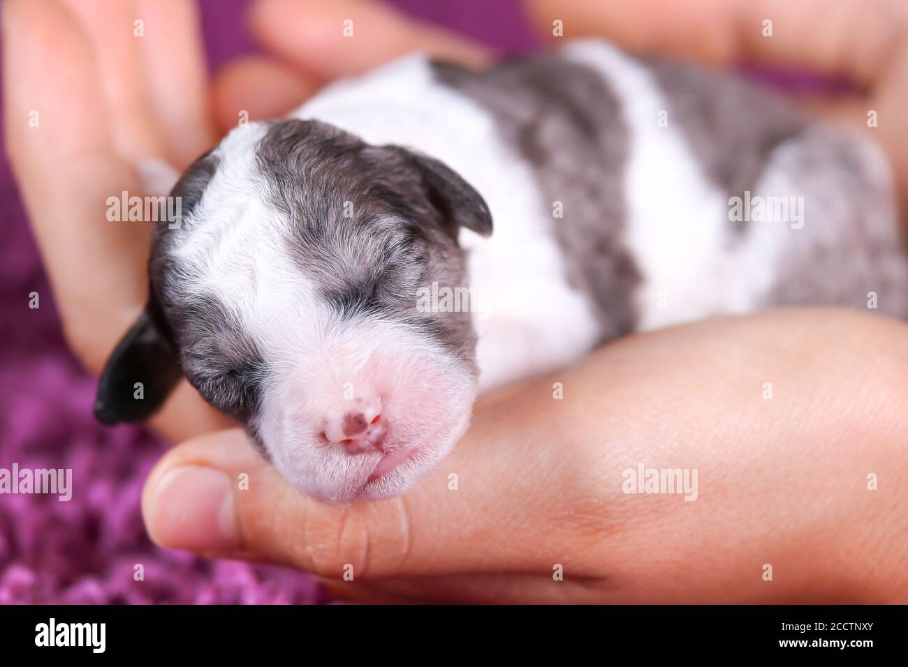 F1B Blue Merle Mini Bernedoodle in Händen gehalten Stockfoto