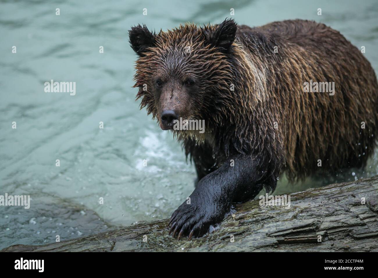 Braunbären oder Grizzlybären, die auf einen Baumstamm im Chilkoot River steigen, Bears, Alaska, Haines, Chilkoot River, Fall Stockfoto