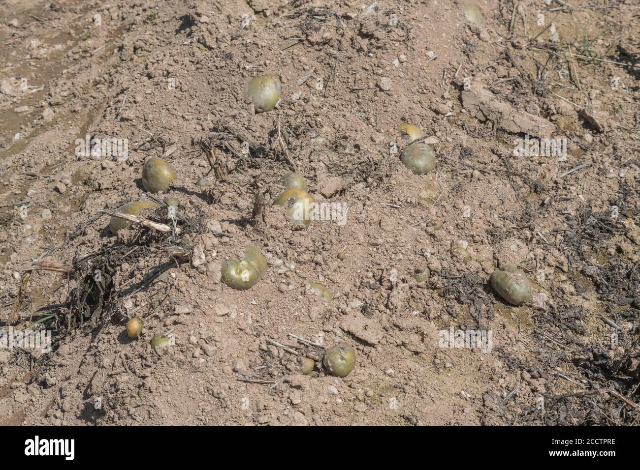 Freiliegende Kartoffeln in Graten / Hügeln mit oberen Schals sichtbar & warten auf volle Ernte. Für Kartoffelanbau, Metapher UK Nahrungsmittelproduktion, UK Landwirtschaft. Stockfoto