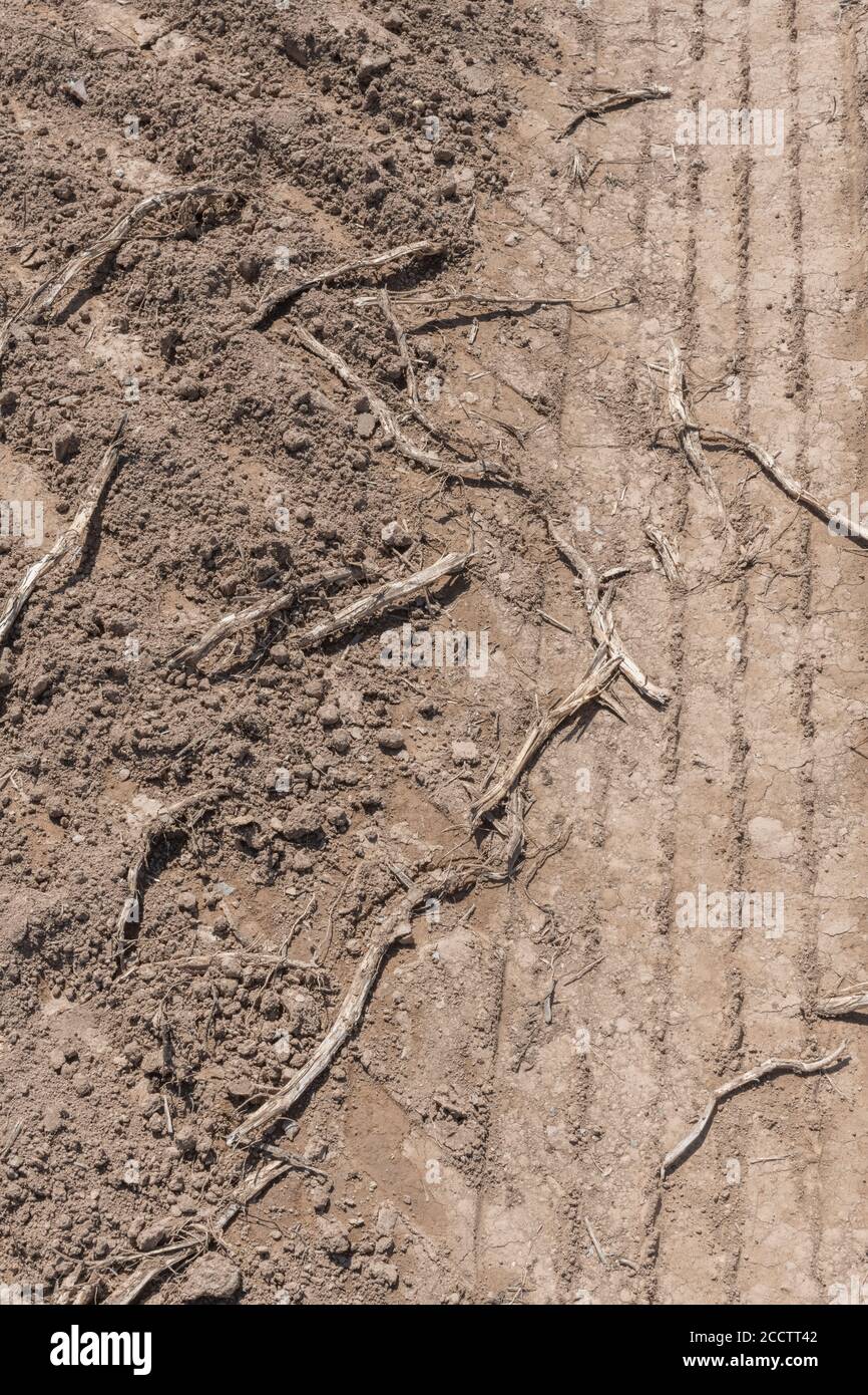 Kartoffelstrohschals, die während der Kartoffelernte auf dem vom Reifen beeinflussten Boden liegen. Abstrakt Kartoffelanbau, Metapher UK Nahrungsmittelproduktion, UK Landwirtschaft. Stockfoto