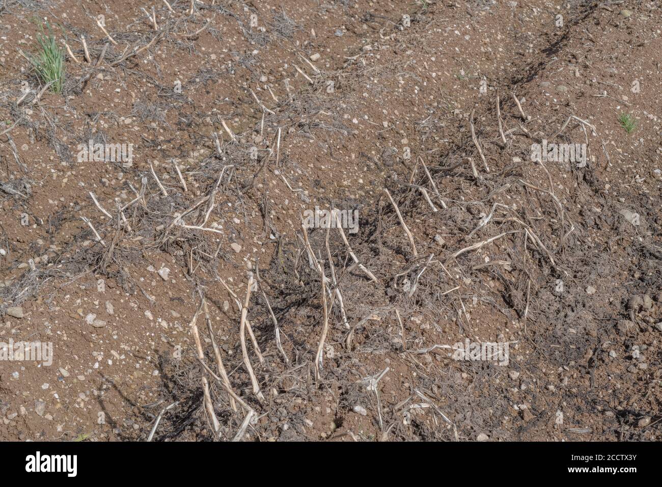 Kartoffelgrate / Hügel mit Top-Shaws sichtbar & warten auf volle Ernte. Für Kartoffelanbau, Metapher UK Nahrungsmittelproduktion, UK Landwirtschaft. Stockfoto