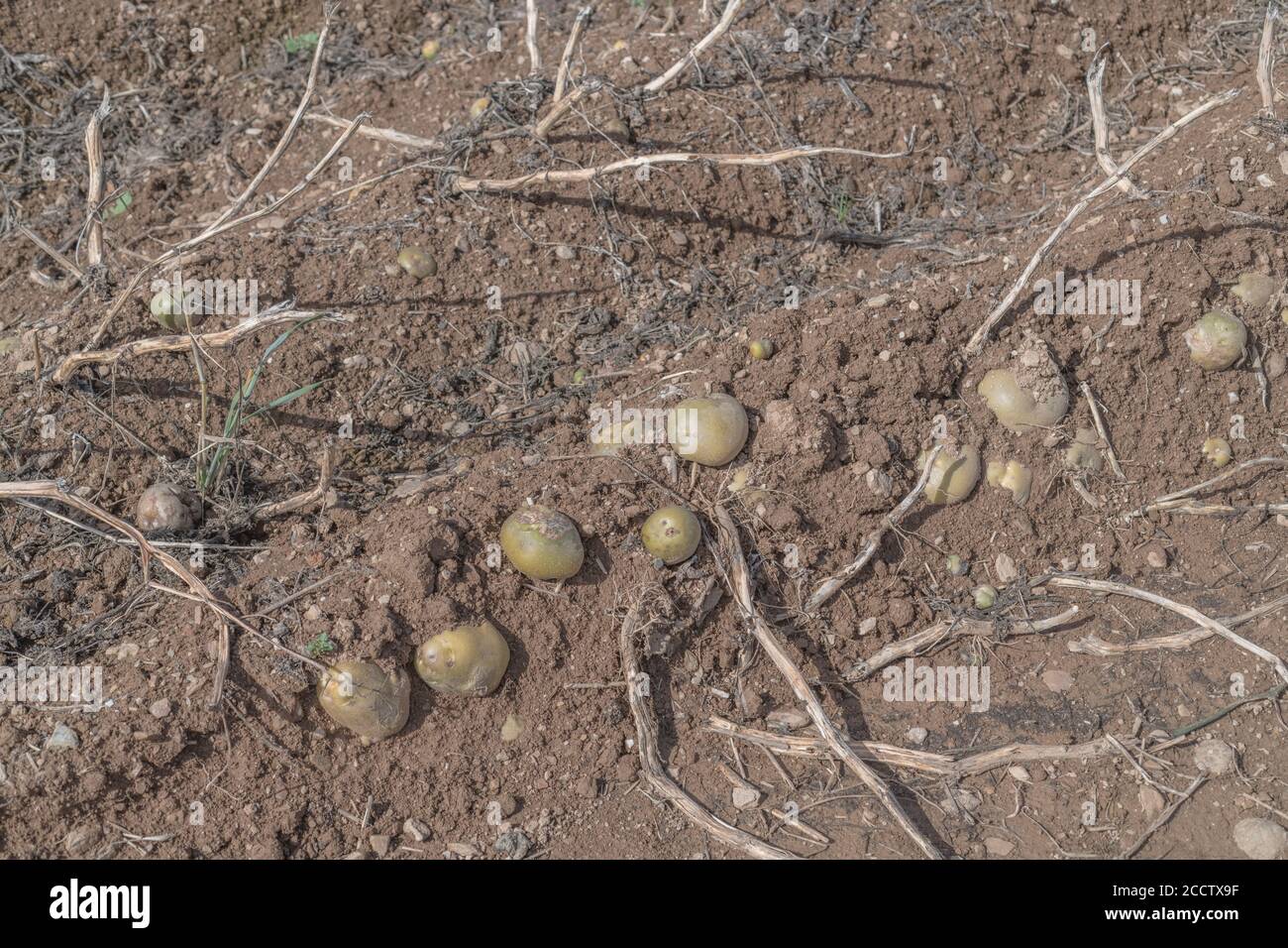 Freiliegende Kartoffeln in Graten / Hügeln mit oberen Schals sichtbar & warten auf volle Ernte. Für Kartoffelanbau, Metapher UK Nahrungsmittelproduktion, UK Landwirtschaft. Stockfoto
