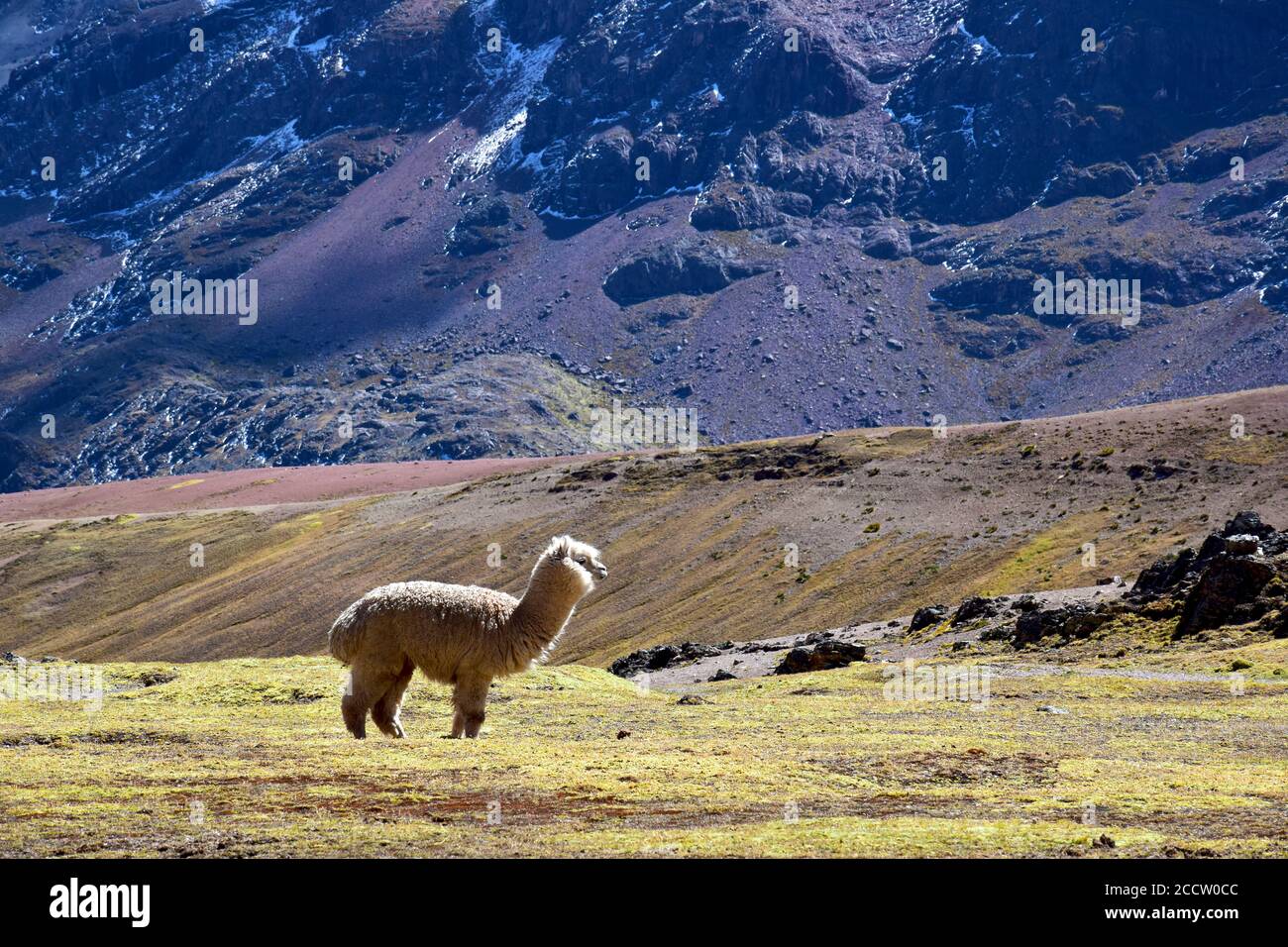 Alpakas in der Nähe der Vilcanota Bergkette in der Cusco Region, Peru Stockfoto