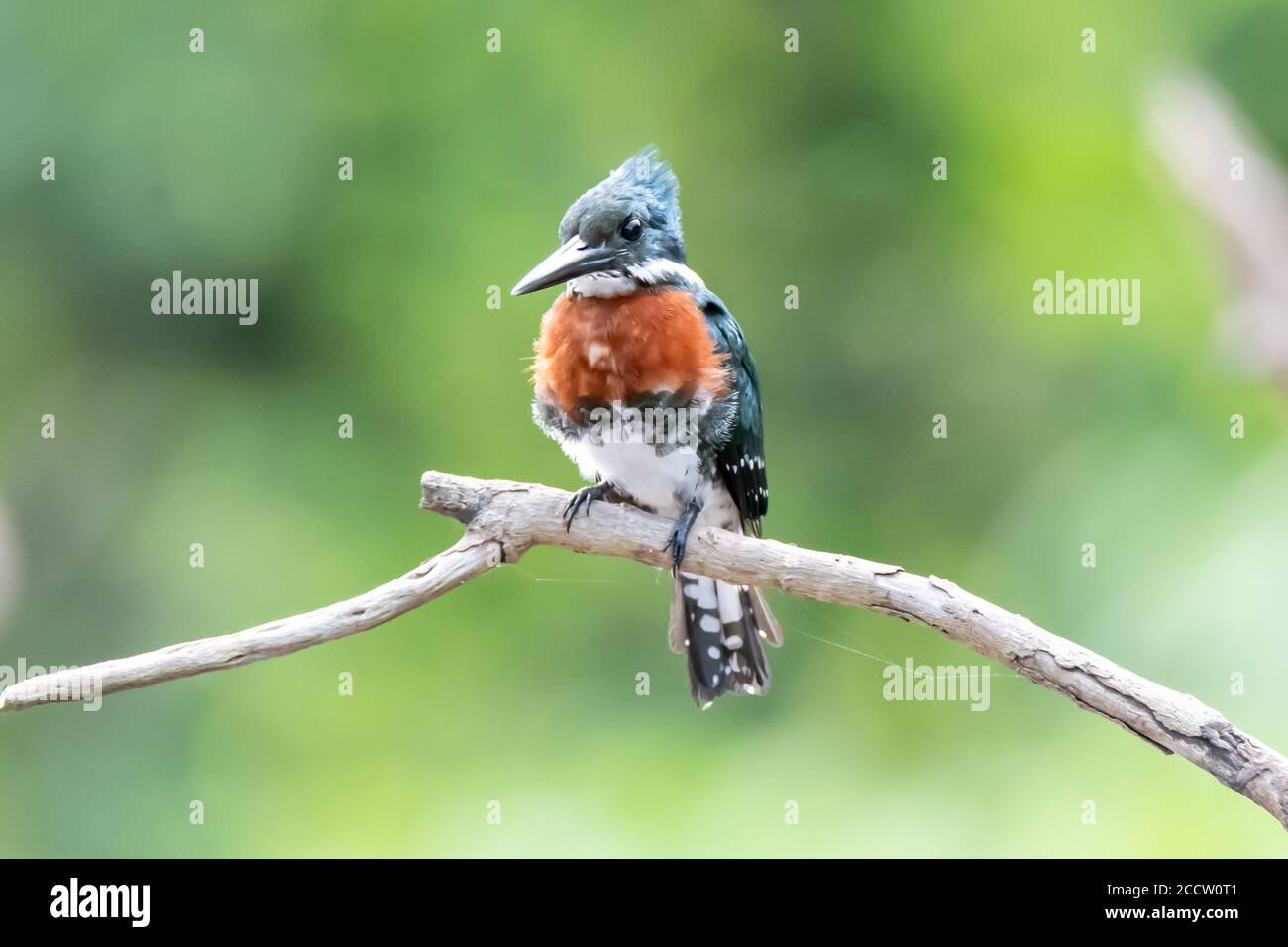 Amerikanischer Grüner Eisvogel (Chloroceryle americana) Auf einer Zweigstelle im peruanischen Amazonas gelegen Stockfoto