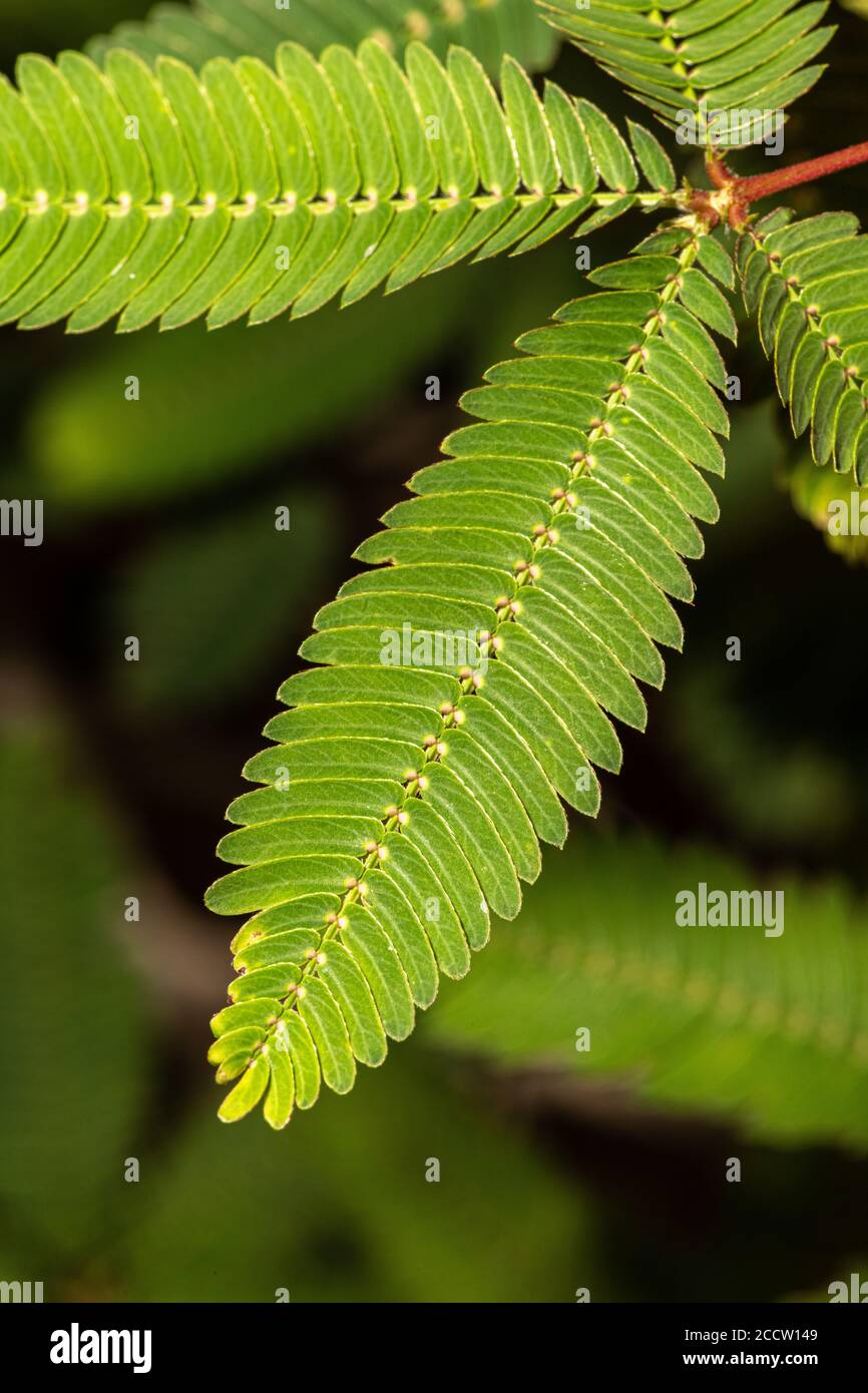 Pinna einer Schampflanze (Mimosa pudica) Blatt Stockfoto