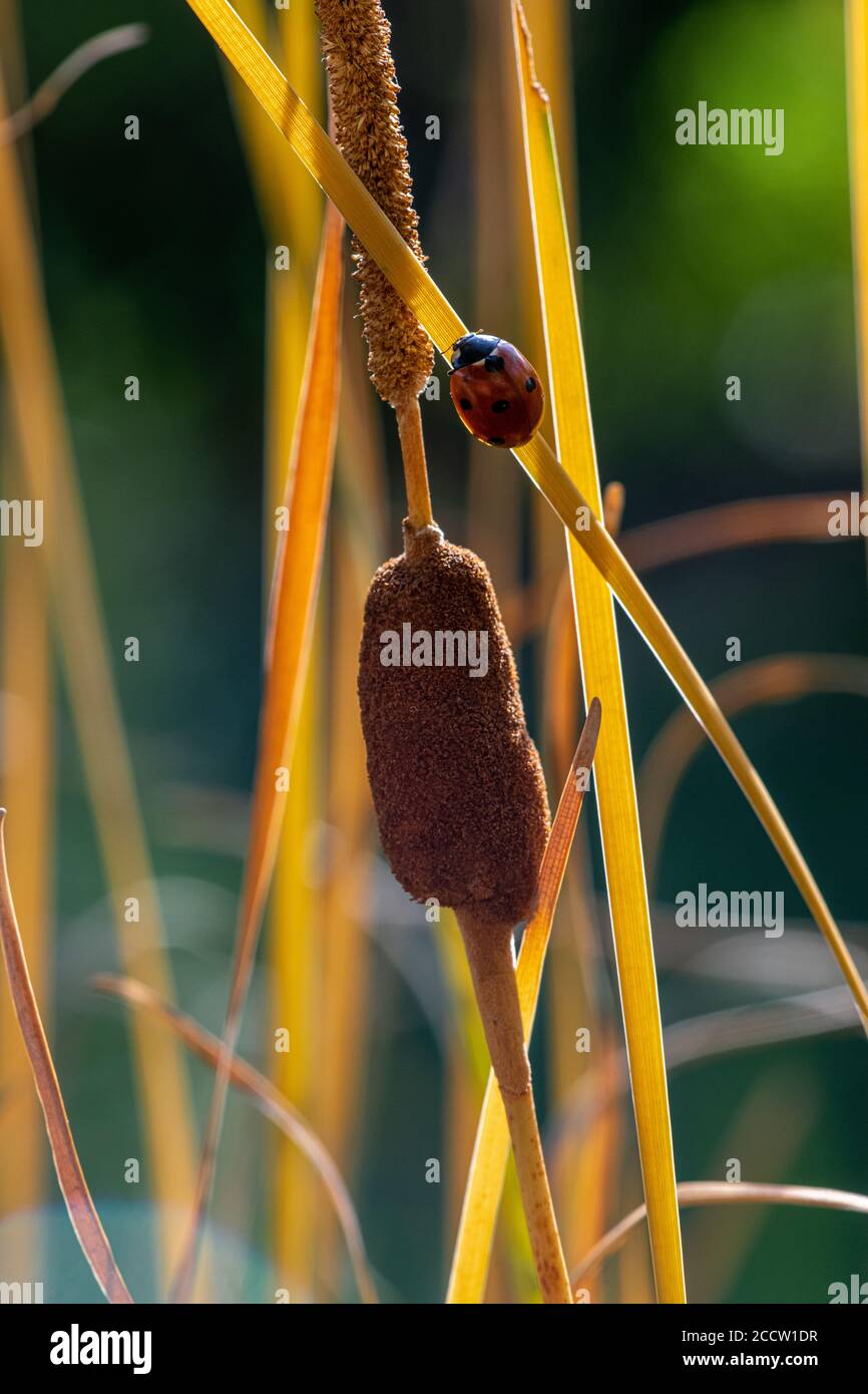 Marienkäfer mit sieben Flecken (Coccinella septempunctata) im Herbst auf Zwergkattail (Typha laxmannii) Stockfoto
