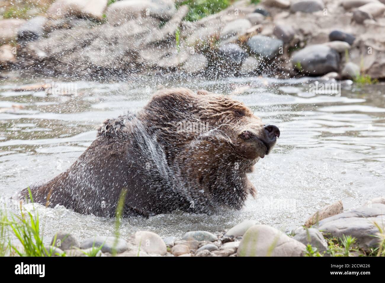 Ein großer Grizzlybär schüttelt in einem flachen Teich und erzeugt eine Unschärfe von Wasser, während es in alle Richtungen fliegt. Stockfoto