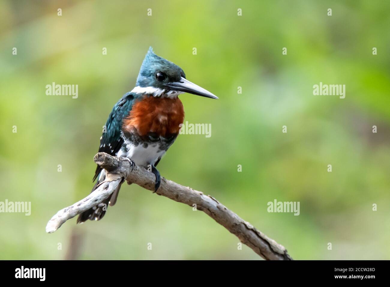 Amerikanischer Grüner Eisvogel (Chloroceryle americana) Auf einer Zweigstelle im peruanischen Amazonas gelegen Stockfoto