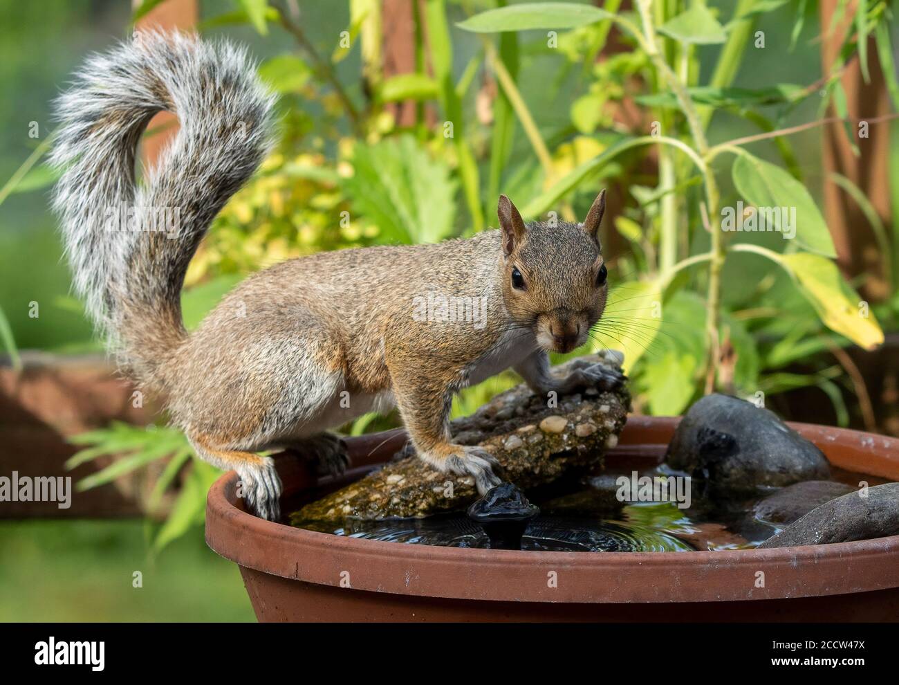 Hinterhofhörnchen springt auf das Vogelbad. Stockfoto