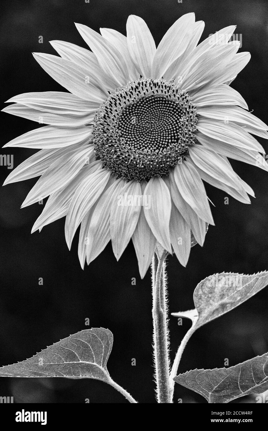 Eine einbeinige Sonnenblume (Helianthus) steht gegen Bäume, mit einer geringen Schärfentiefe Stockfoto