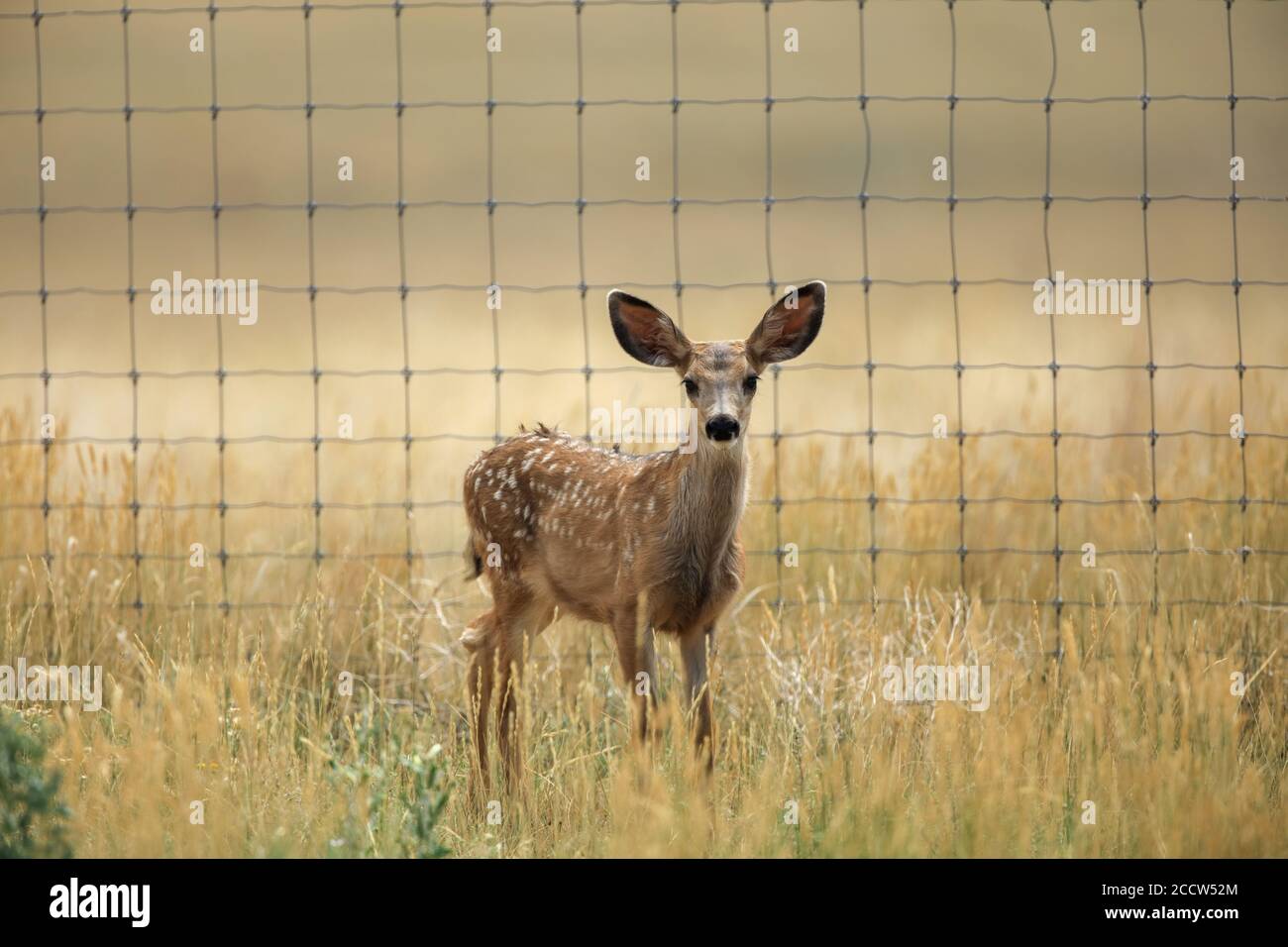 Rehkitz vor einem Drahtzaun Stockfoto