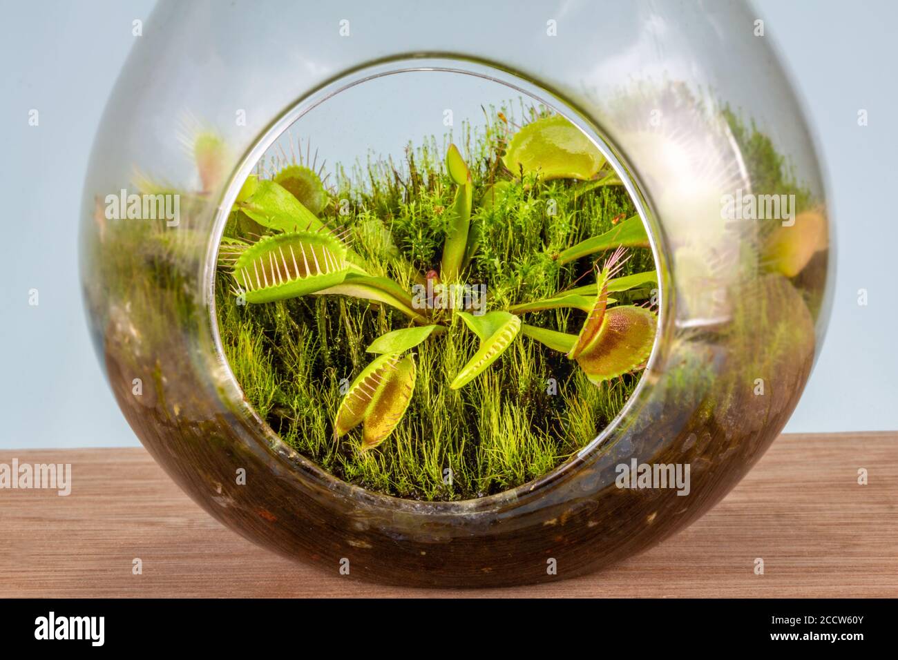 Glass Terrarium Stockfotos und -bilder Kaufen - Alamy
