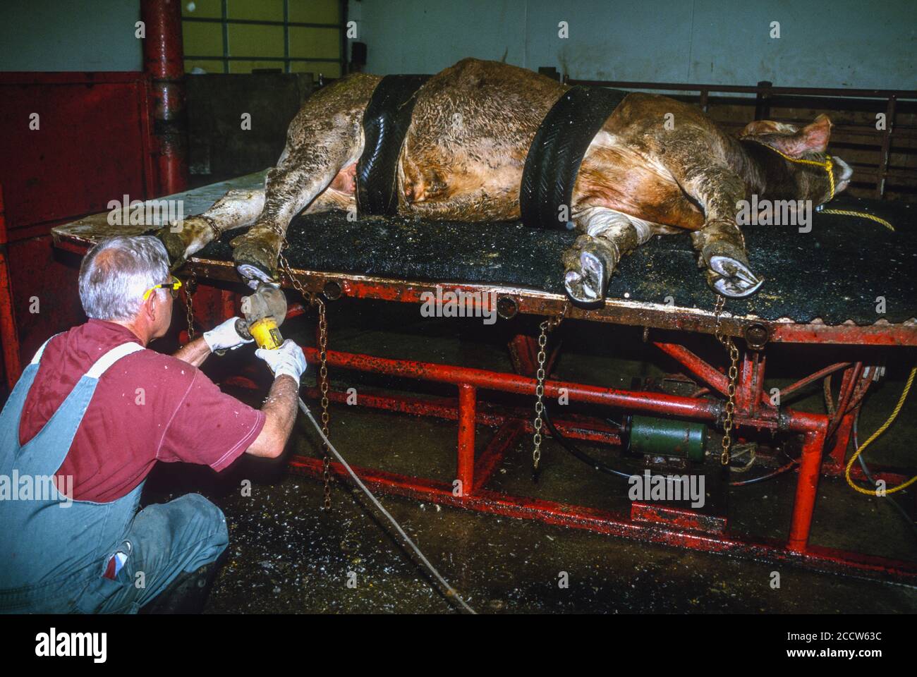 Großtierarzt bei der Arbeit: Klauen trimmen, Kuh auf Operationstisch. Dyersville, Iowa, USA. HERR Stockfoto