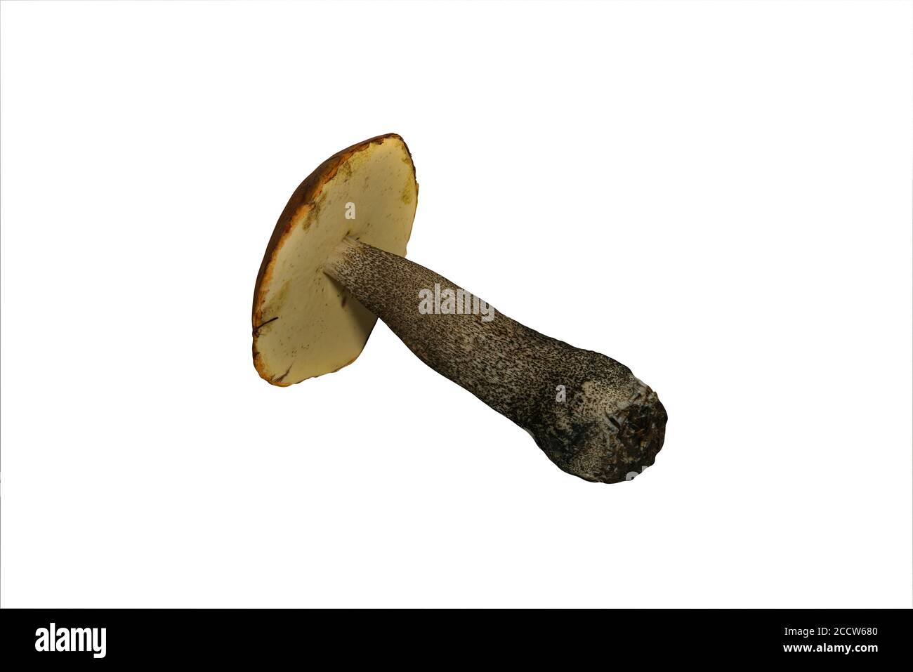 Leccinum Pilz isolieren auf einem weißen Hintergrund Nahaufnahme. Ein ganzer essbarer Pilz auf weißem Hintergrund. Stockfoto