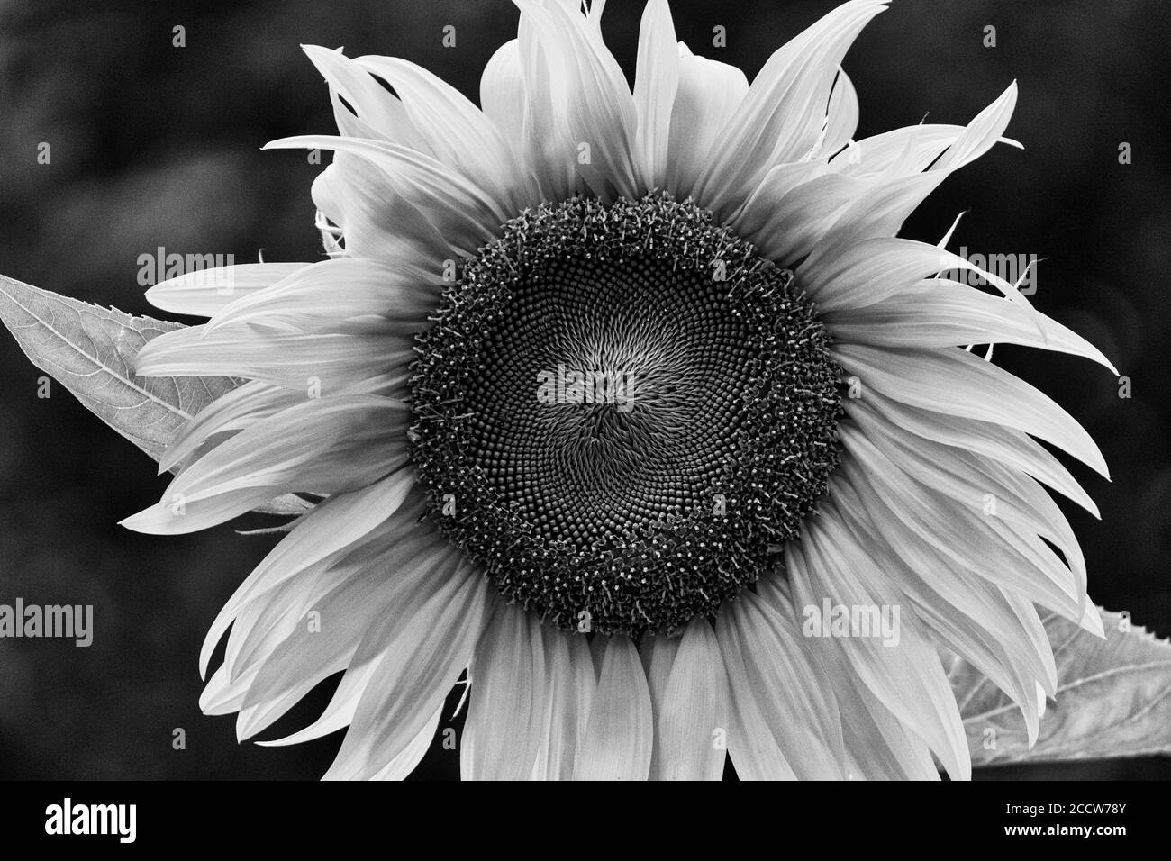 Eine einbeinige Sonnenblume (Helianthus) steht gegen Bäume, mit einer geringen Schärfentiefe Stockfoto