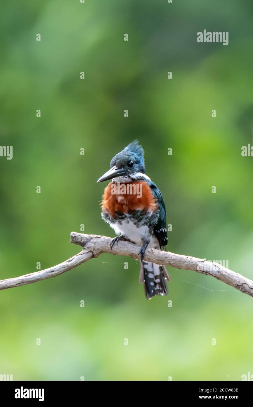 Amerikanischer Grüner Eisvogel (Chloroceryle americana) Auf einer Zweigstelle im peruanischen Amazonas gelegen Stockfoto