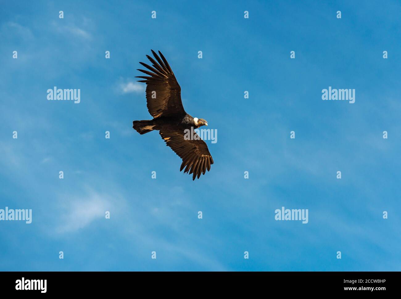 Andenkondor (Vultur Gryphus) im Flug, Colca Canyon, Arequipa, Peru. Stockfoto