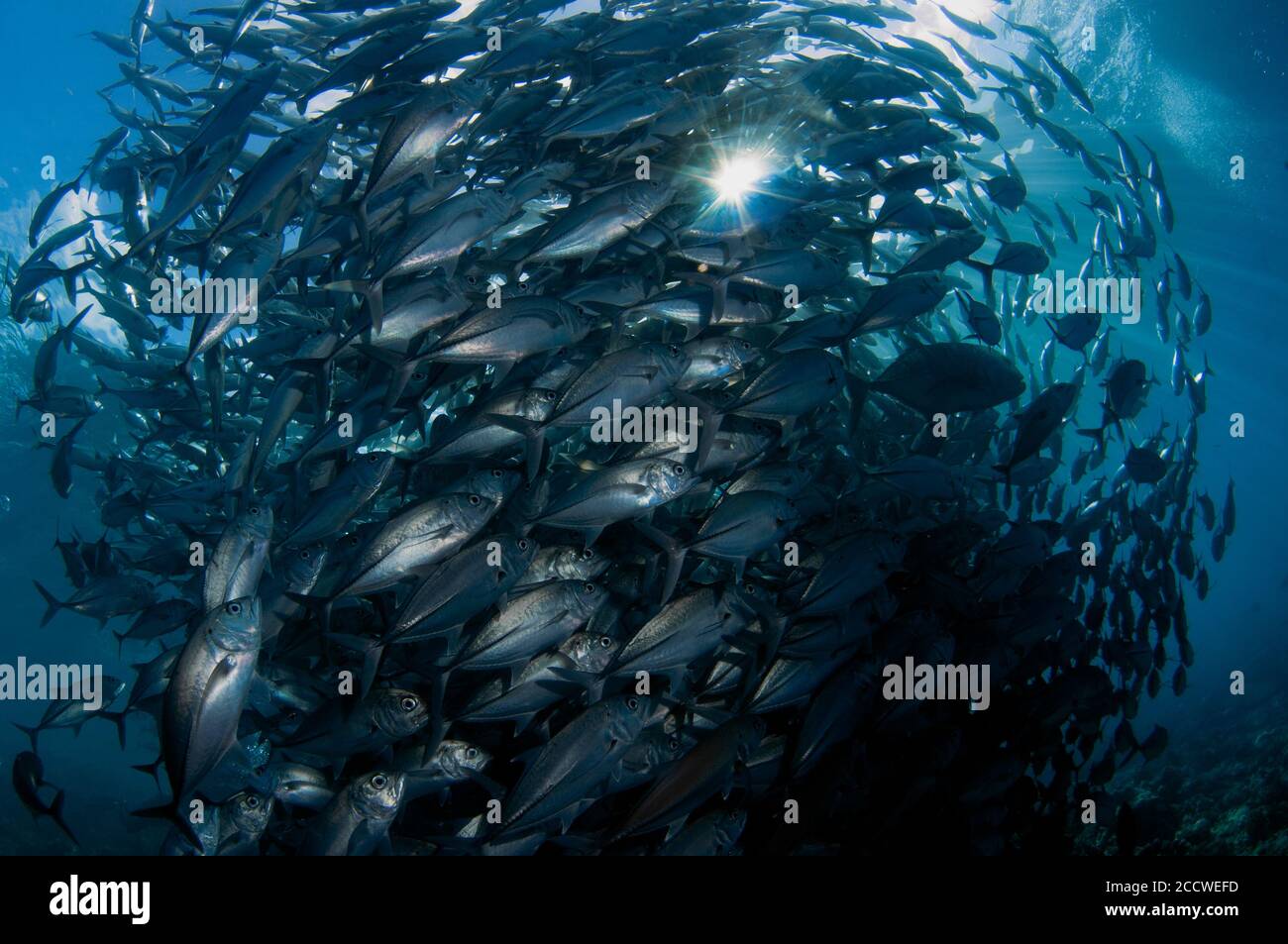 Baitball of Schooling bigeye trevallies, Caranx sexfasciatus, Sipadan Island, Malaysia Stockfoto