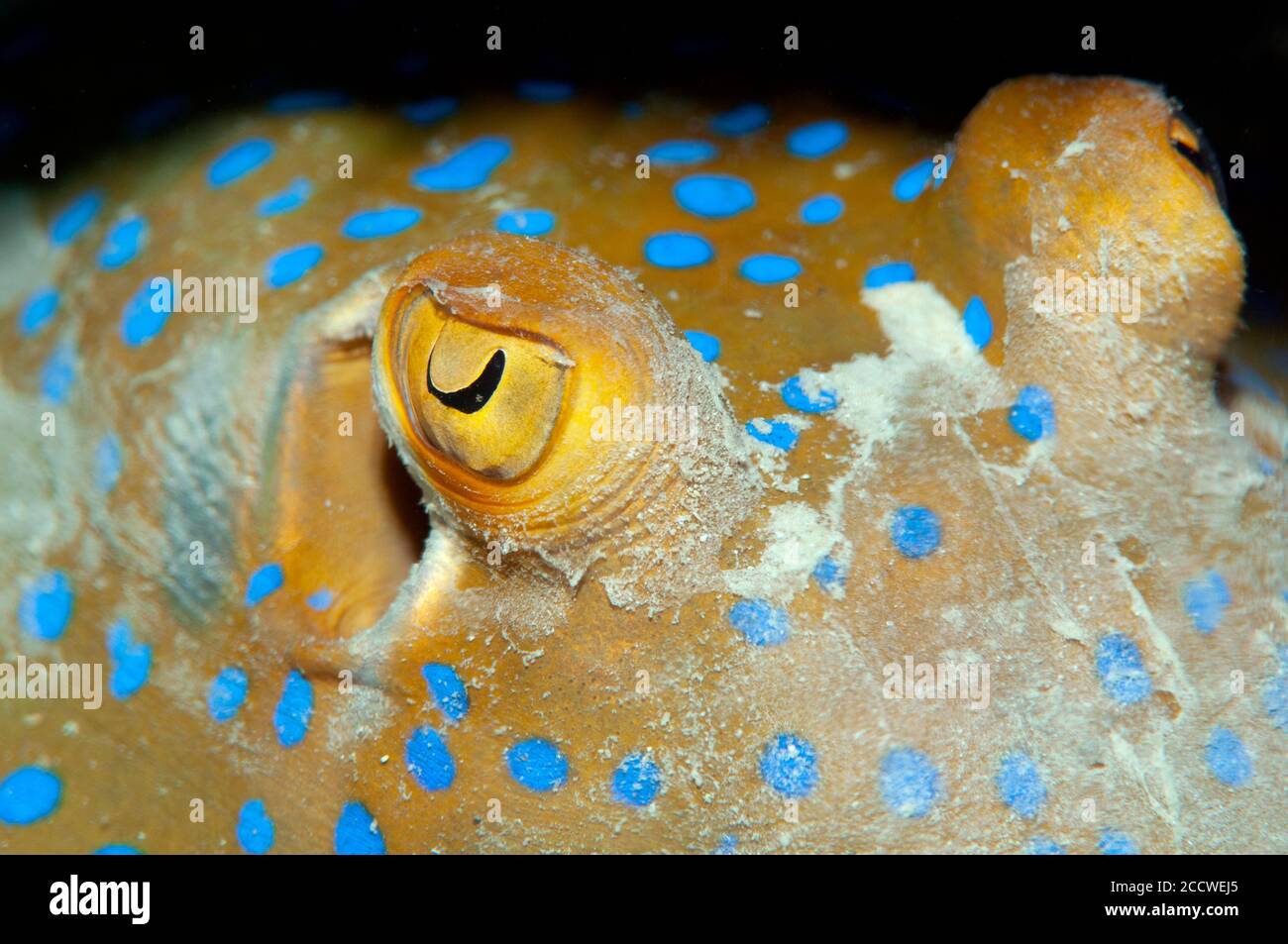 Augendetail eines bluespottierten Rippenschwanzrogens, Taeniura lympma, Mabul Kapalai, Malaysia Stockfoto