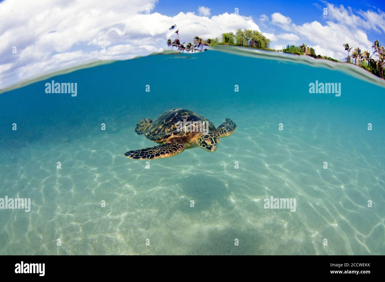 Grüne Schildkröte, Chelonia mydas, Koolina, Oahu, Hawaii Stockfoto