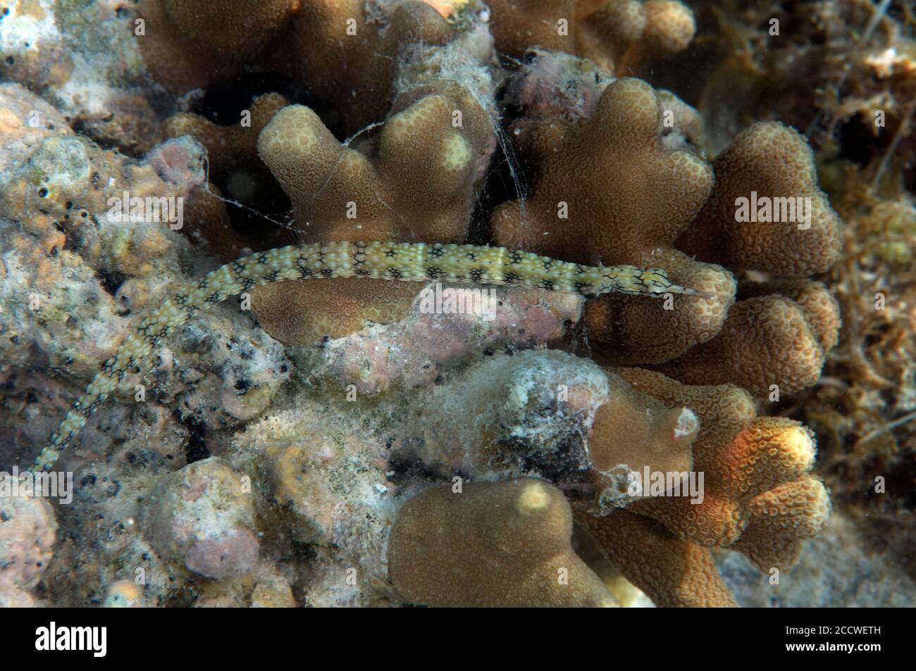Schultz’s Pipefish, Corythoichthys schultzi, Heron Island, Great Barrier Reef, Australien Stockfoto
