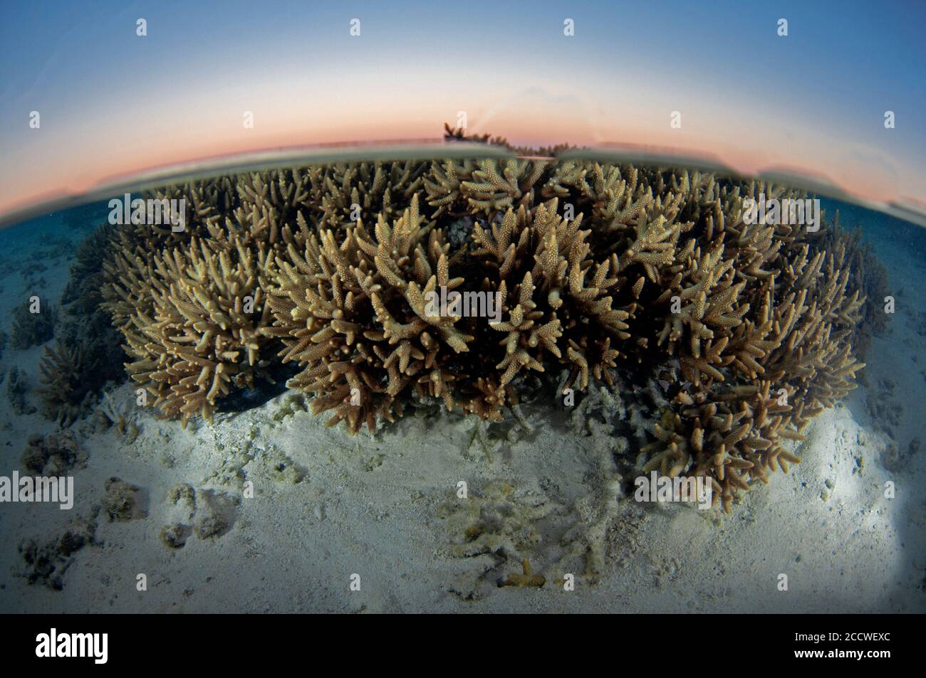 Fingerkoralle, Montipora digitata, bei Sonnenuntergang, Heron Island, Great Barrier Reef, Australien Stockfoto
