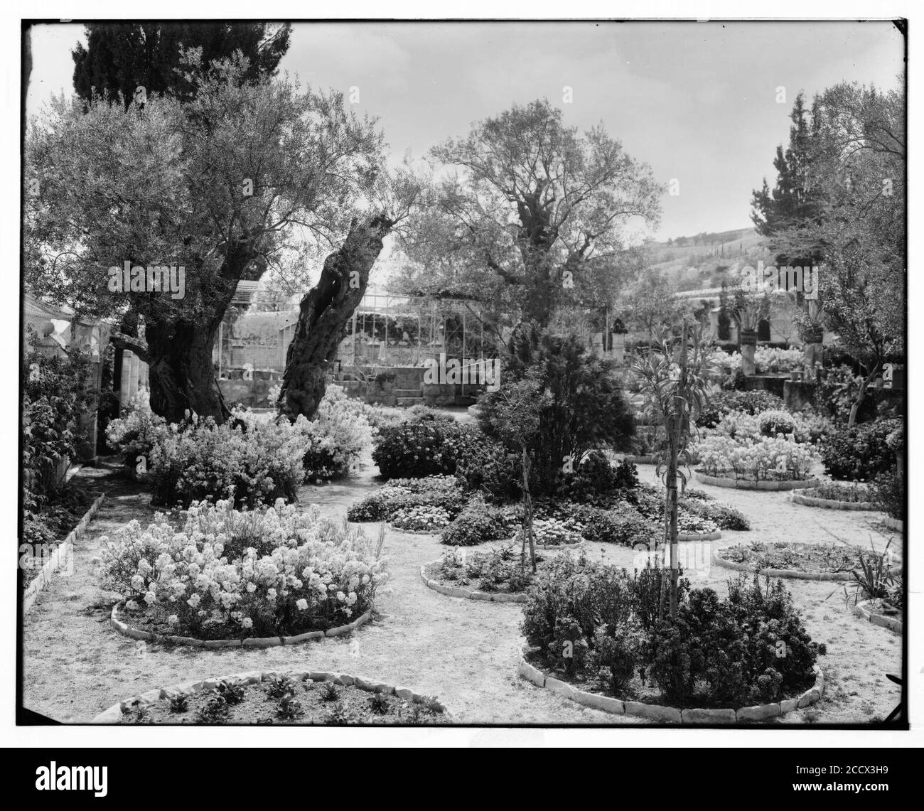 Jerusalem (El-Kouds). Alter Olivenbaum im Garten Getsemani Stockfoto