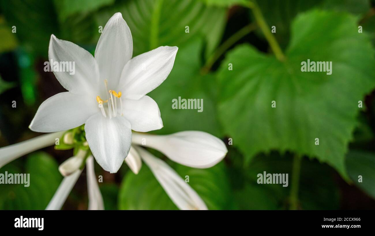 Hosta plantaginea oder Wegerich-Lilien aus der Familie der Asparagaceae mit blühender Blüte wachsen im Blumenbeet oder Garten. 16x9-Format. Selektiver Fokus. Cl Stockfoto