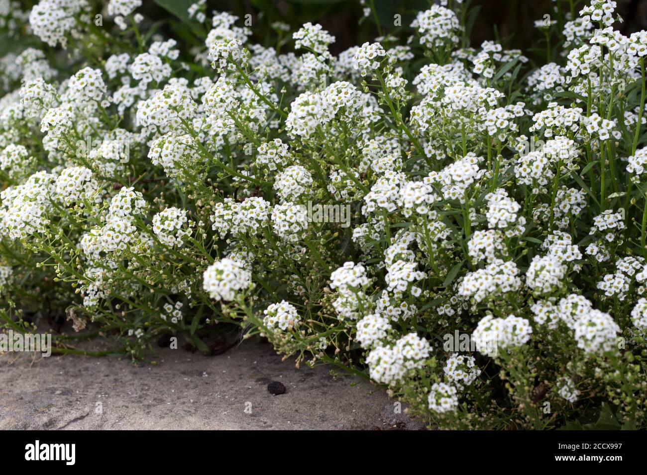 Sweet Alyssum Flowers - Honigpflanze für bienenfreundlichen Garten Stockfoto