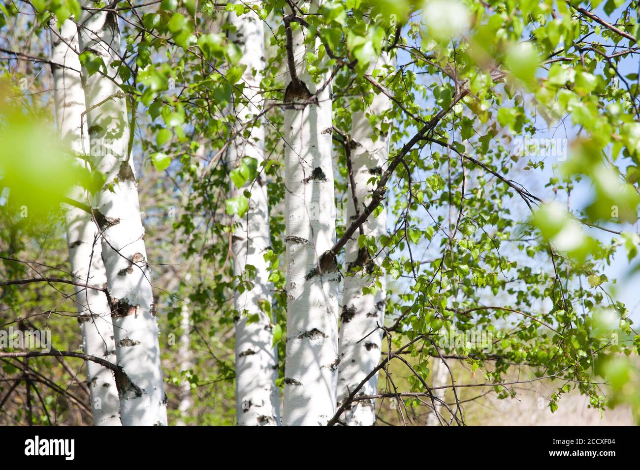 Blühende Birke an einem sonnigen Frühlingstag. Junge leuchtend grüne Blätter auf Birkenzweigen aus der Nähe. Weißer Birkenstamm und grüne Blätter im Fokus auf verschwommenem Hintergrund. Frühling Wald Hintergründe. Stockfoto