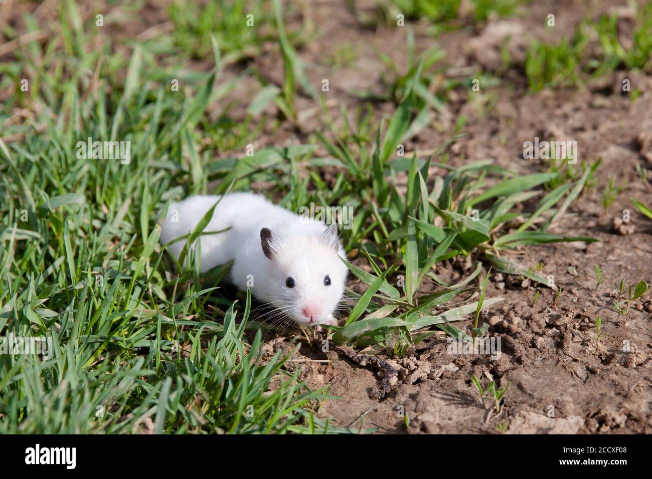 Hamster im Gras. Gezähmter Hamster auf einem Spaziergang. Stockfoto