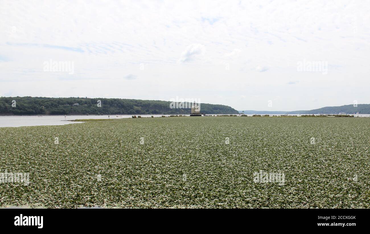 Seerosen Feld am Zusammenfluss von Creek und Hudson River, Rondout Leuchtturm im Hintergrund, südlich vom Kingston Point Rail Trail Stockfoto