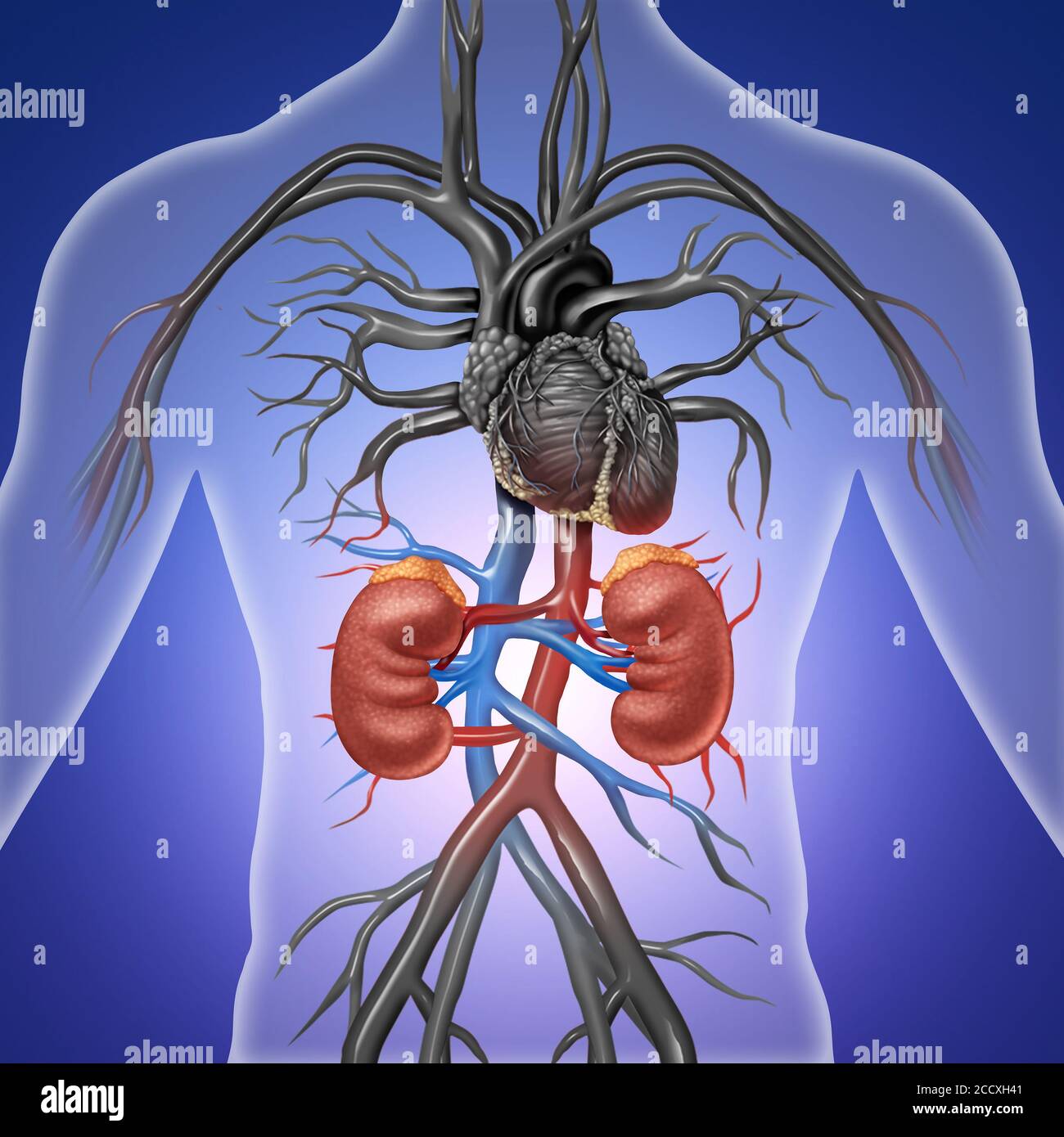 Menschliches Harnsystem Stockfotos Und Bilder Kaufen Alamy