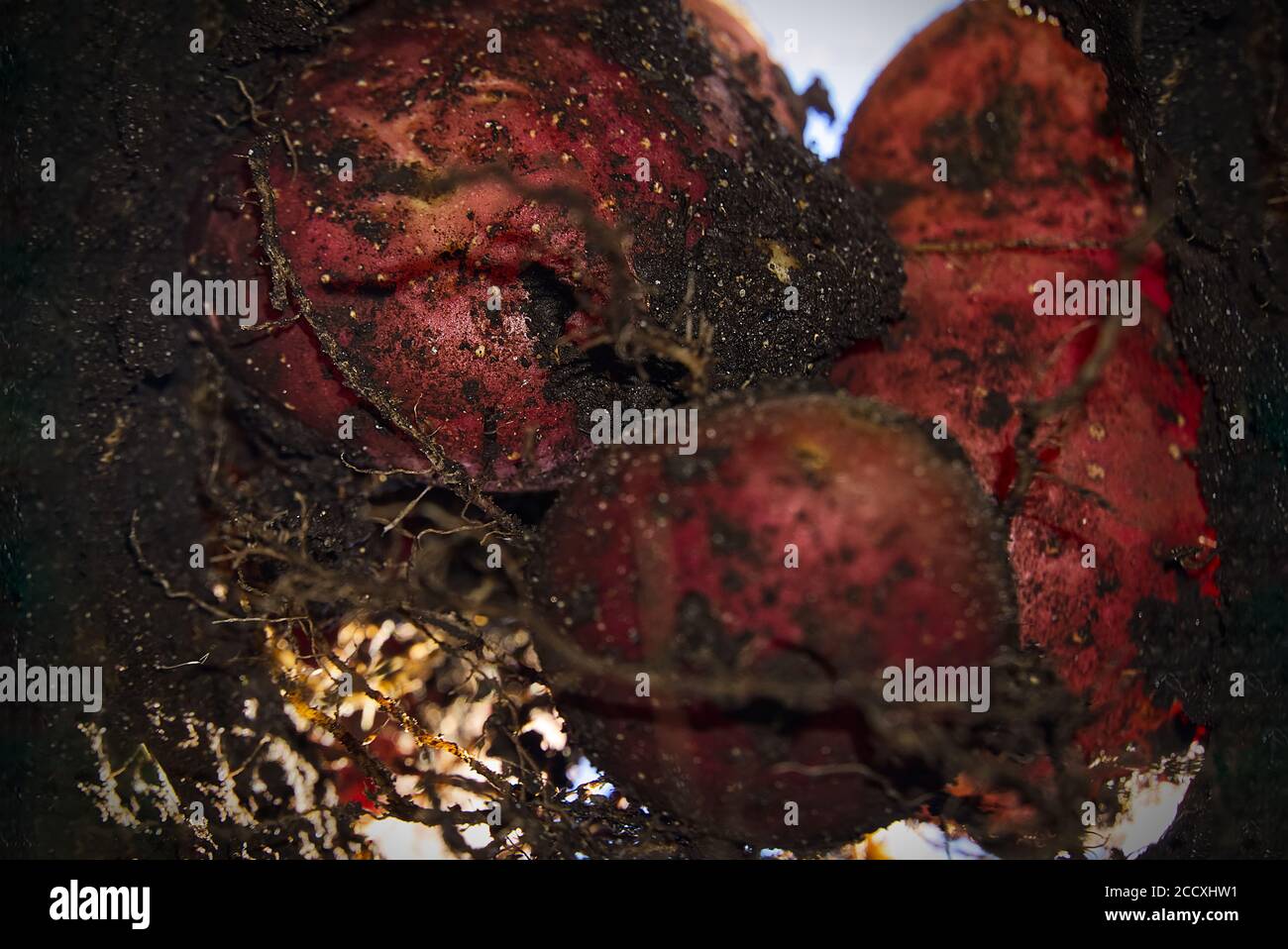 Graben bis Kartoffel unterirdische Ansicht. Selektiver Fokus. Frische rote Kartoffeln unterirdischer Blick. Kartoffelernte Saison. Stockfoto