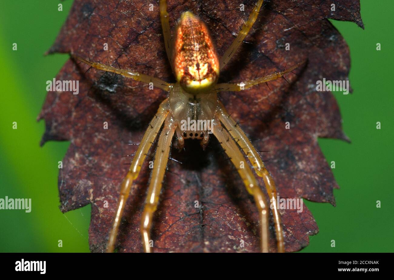 Orb Spinne auf Blatt im Makro Stockfoto