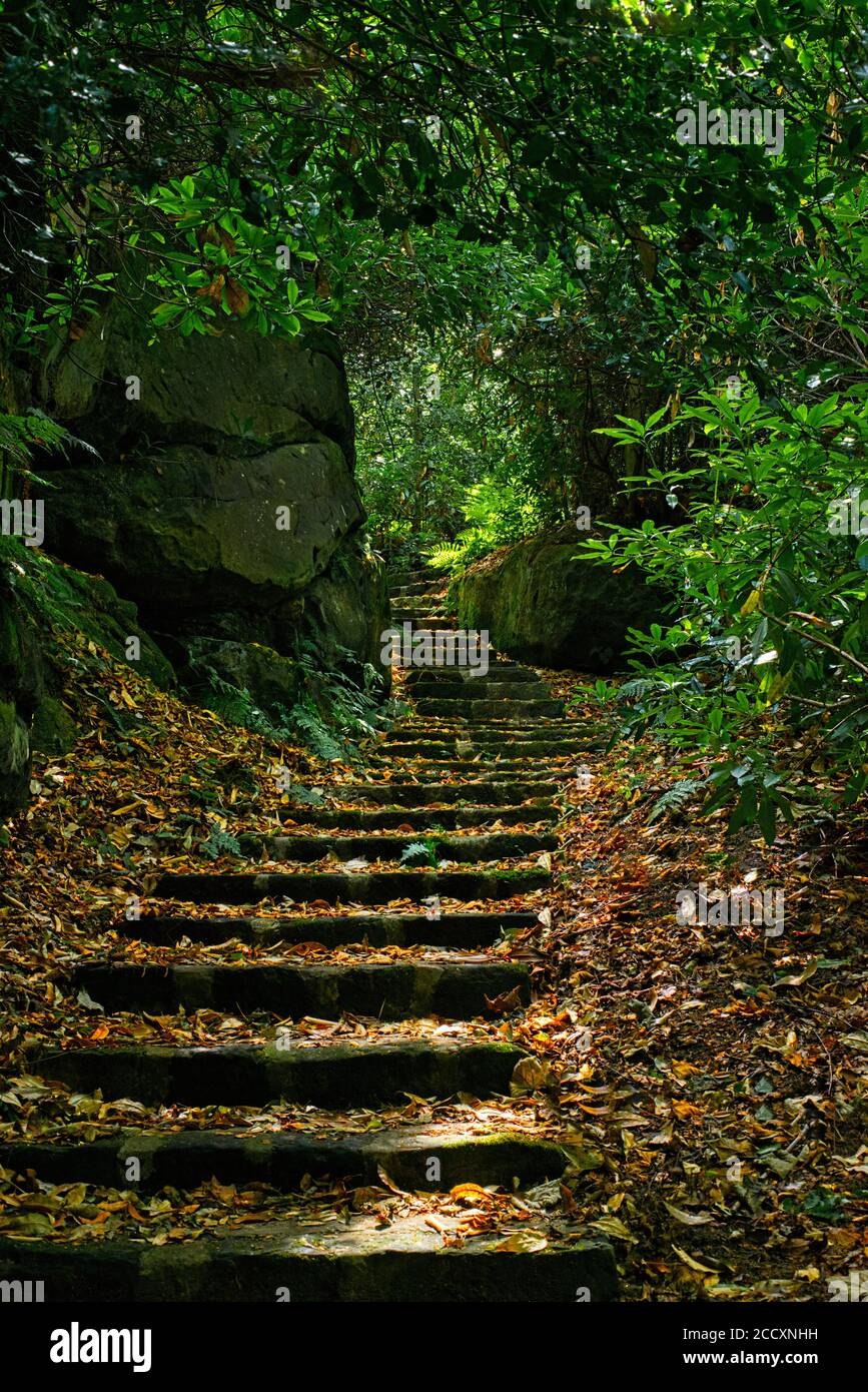 Steintreppen, die durch die Bäume hinaufführen Stockfoto