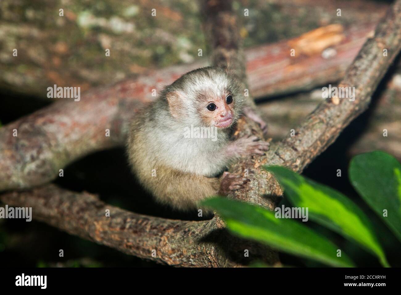 BABY SILBRIG MARMOSET Mico argentatus AUF EINEM ZWEIG Stockfoto