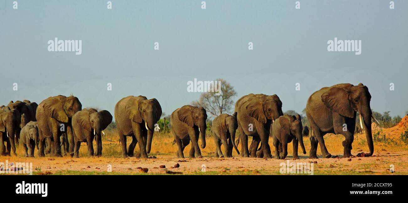 Panorama einer Elefantenfamilie, die durch die goldenen, sonnenbeschienenen afrikanischen Ebenen im Hwange National Park, Simbabwe, Südafrika, geht Stockfoto