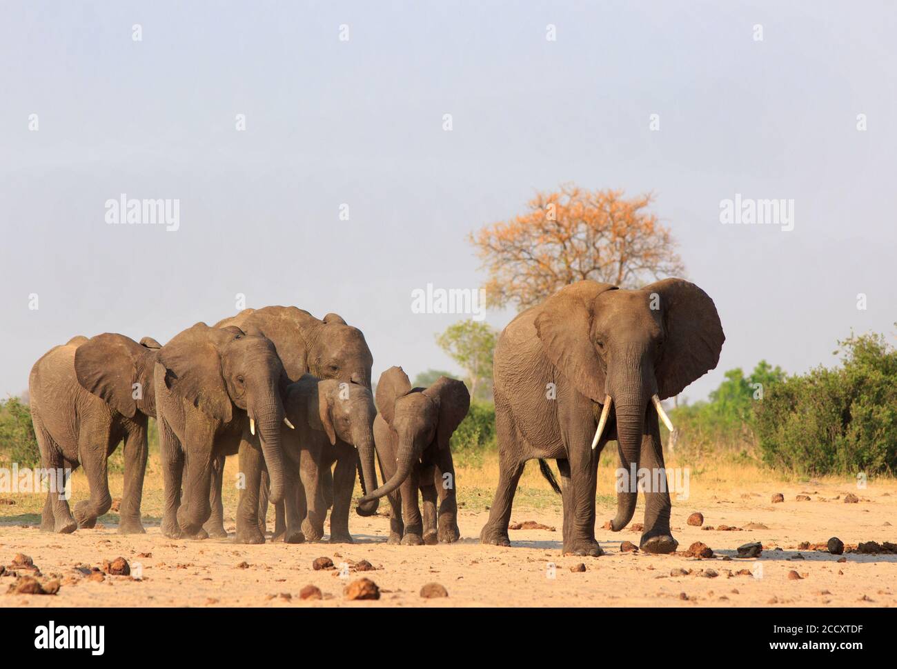 Panoramablick auf eine große Herde von Elefanten zu Fuß über die trockenen afrikanischen Ebenen in Richtung Kamera, mit einem natürlichen Busch und Baum Hintergrund und eine klare Stockfoto