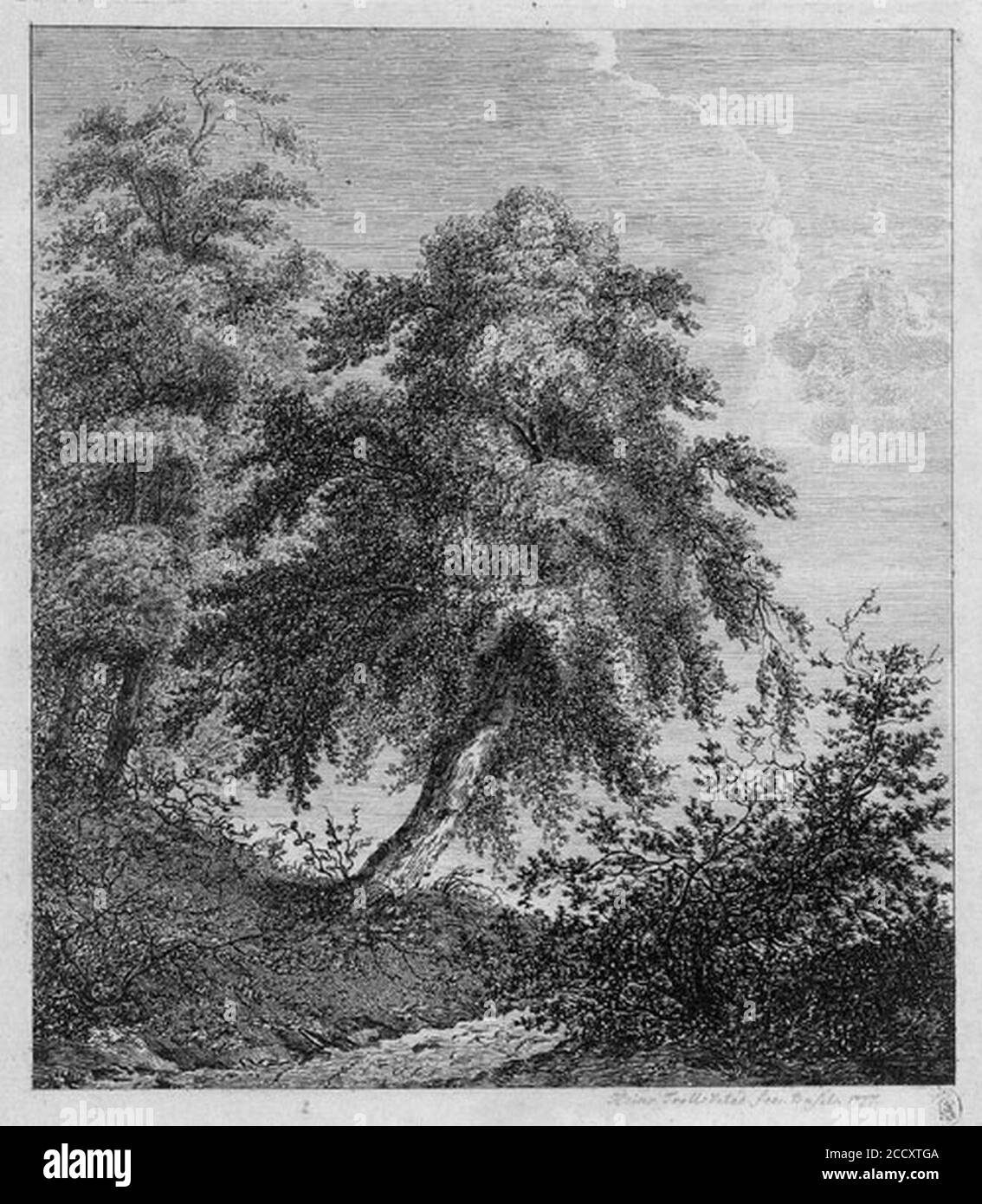 Johann Heinrich Troll Bäume und Sträucher 1777. Stockfoto
