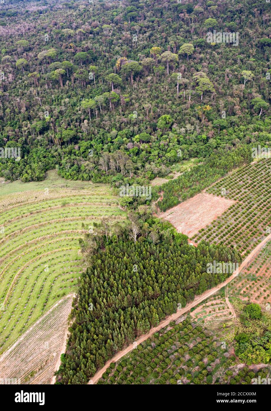 Orangen- und Zuckerrohrplantagen neben Regenwald, Santa Rita do Passa Quattro, Sao Paulo, Brasilien Stockfoto