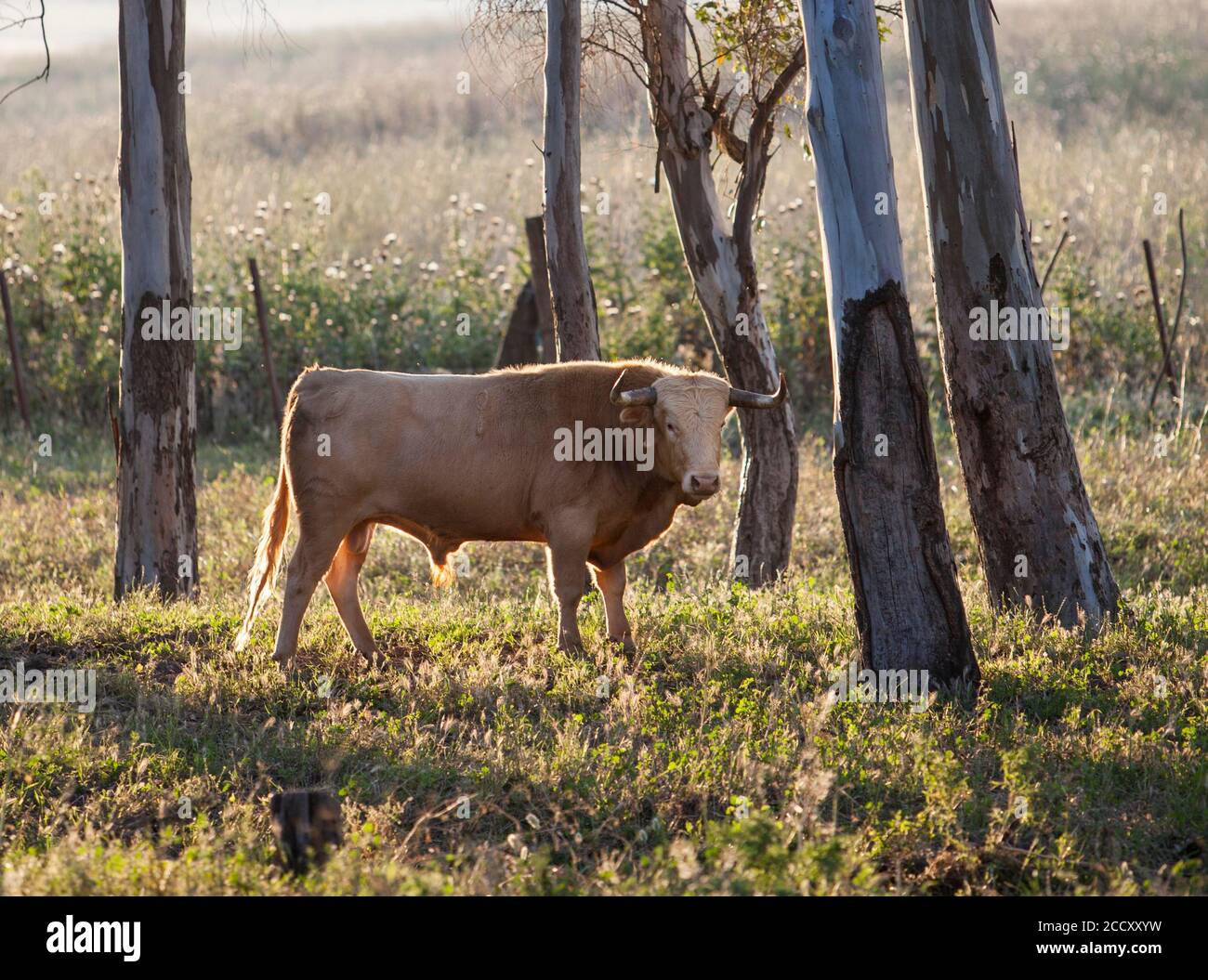 Junger Bulle auf der Weide, Provinz Cadiz, Spanien Stockfoto