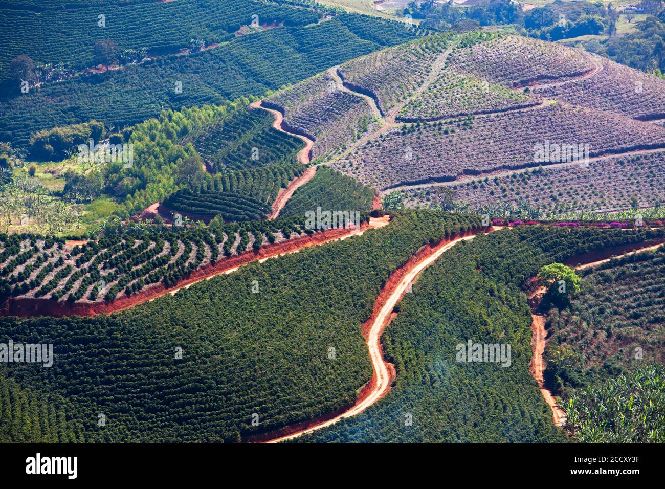 Kaffeeplantagen in der Nähe von Carmo de Minas, Minas Gerais, Brasilien Stockfoto