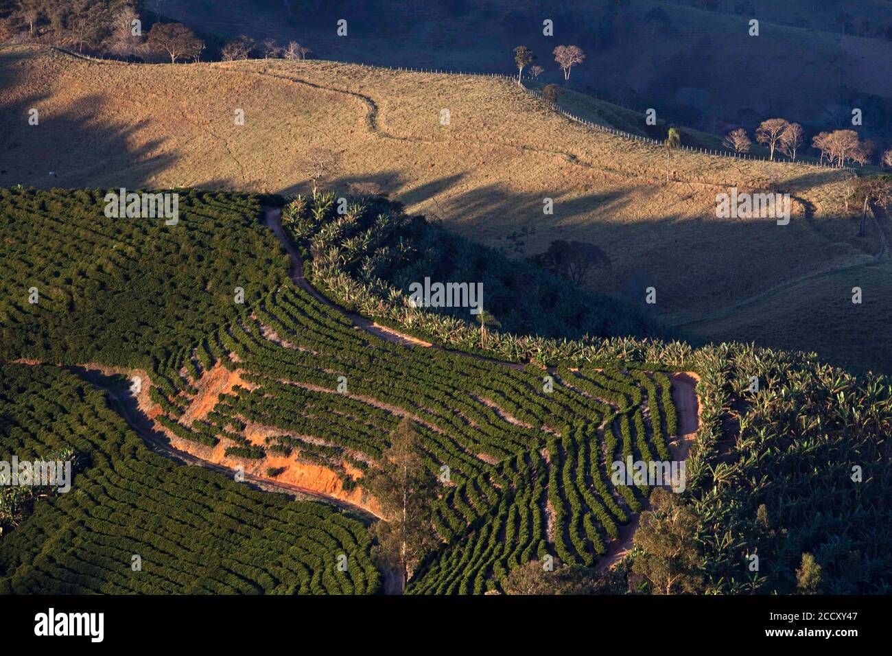 Kaffeeplantagen in der Nähe von Carmo de Minas, Minas Gerais, Brasilien Stockfoto