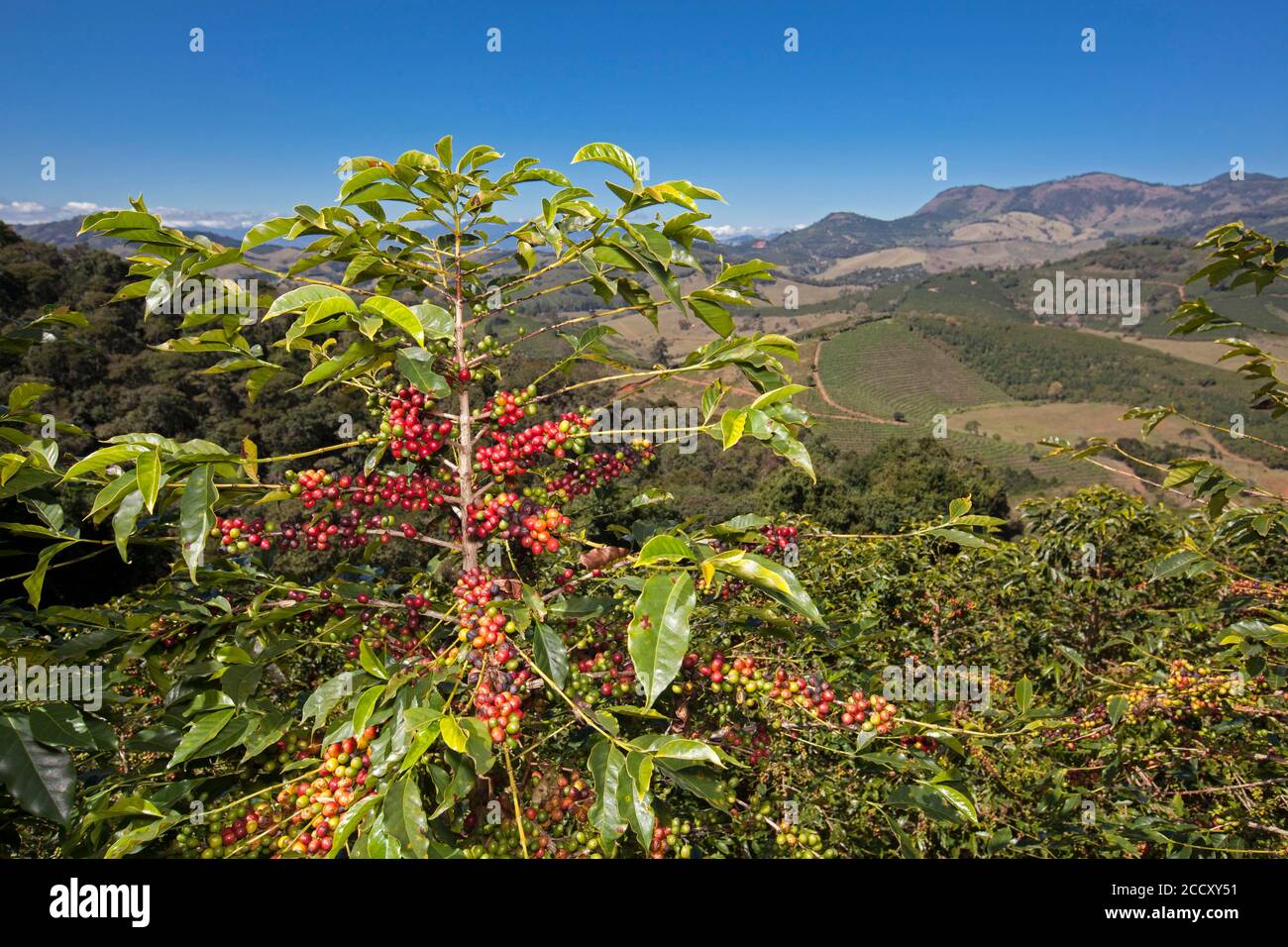 Kaffeepflanze voller Bohnen, Kaffeeplantage in der Nähe von Carmo de Minas, Minas Gerais, Brasilien Stockfoto