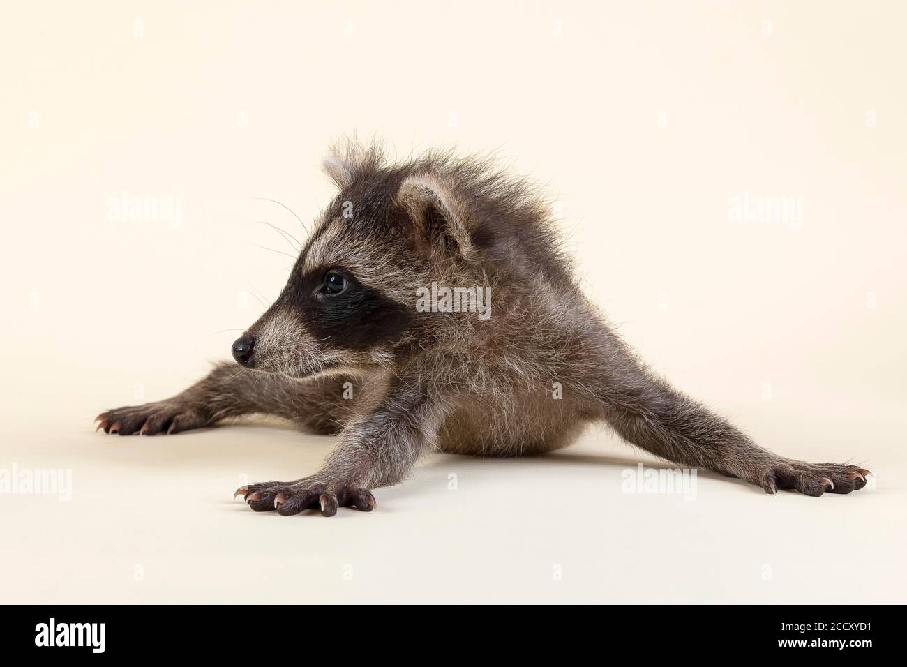 Waschbär (Procyon lotor), liegt flach auf dem Bauch, junges Tier, gefangen, 8 Wochen, Studioaufnahme, Österreich Stockfoto