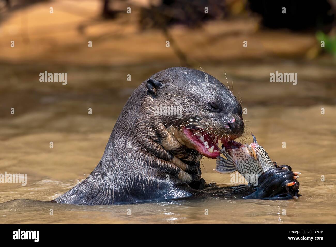 Riesenotter (Pteronura brasiliensis), isst gefangenen Fisch, Tierportrait, Pantanal, Mato Grosso, Brasilien Stockfoto