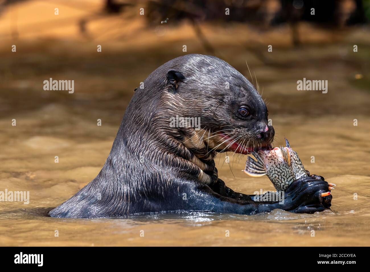 Riesenotter (Pteronura brasiliensis), isst gefangenen Fisch, Tierportrait, Pantanal, Mato Grosso, Brasilien Stockfoto