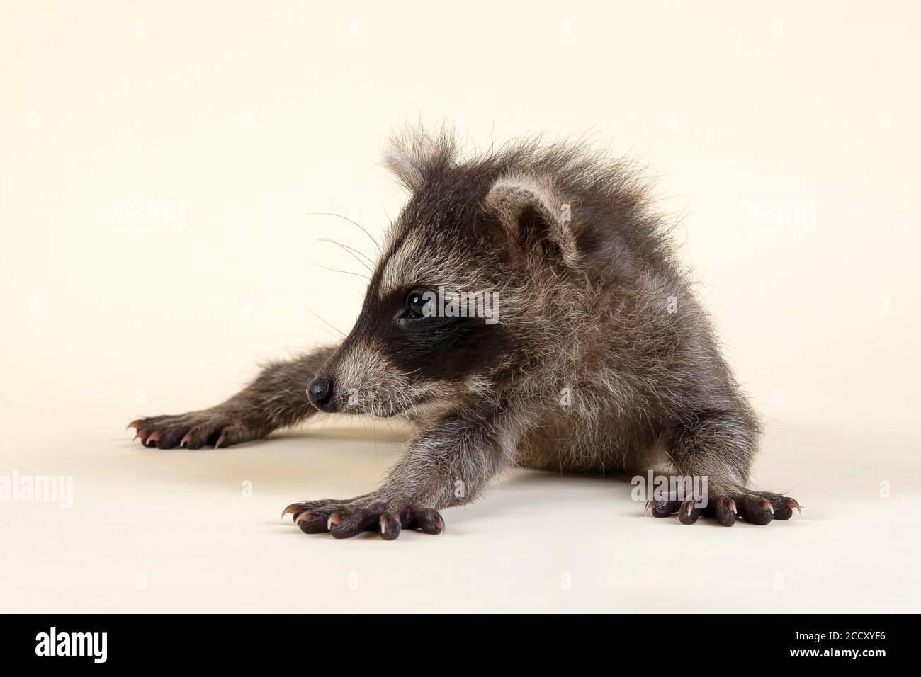 Waschbär (Procyon lotor), liegt auf dem Bauch, junges Tier, gefangen, 8 Wochen, Studioaufnahme, Österreich Stockfoto